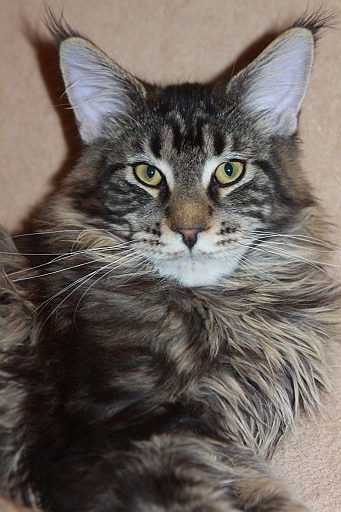 Hard Rock Krasnyi Dar - maine-coon