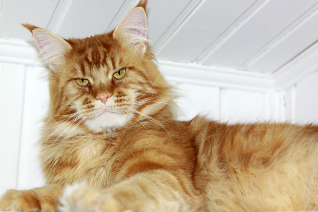 Wilson Gonsior Line - maine-coon