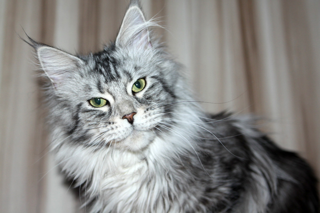 Mainefield's Cocorisie - maine-coon