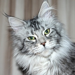 Mainefield's Cocorisie