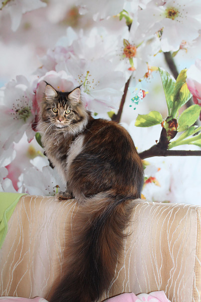 Queentessa Gonsior Line - maine-coon
