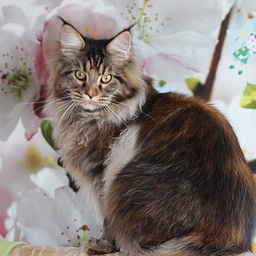 Queentessa Gonsior Line