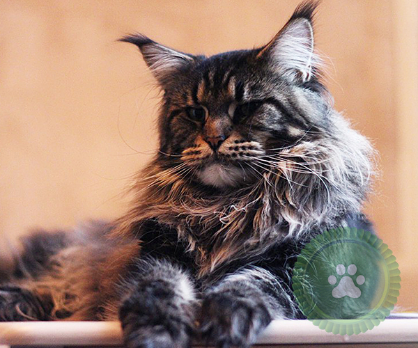 Baikal Pearl Ceasar - maine-coon