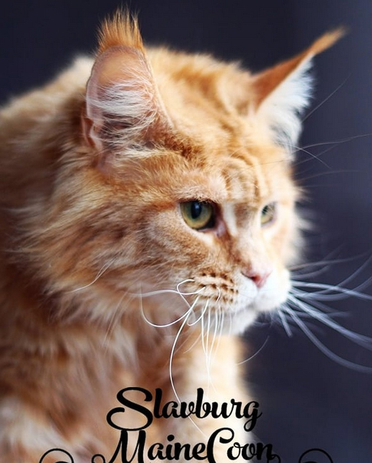 Olimpia Best Van Helsing - maine-coon