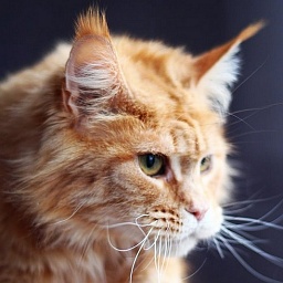 Olimpia Best Van Helsing