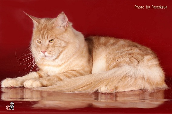 Honey Moon Perfect Cat - maine-coon