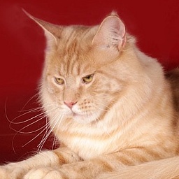 Honey Moon Perfect Cat