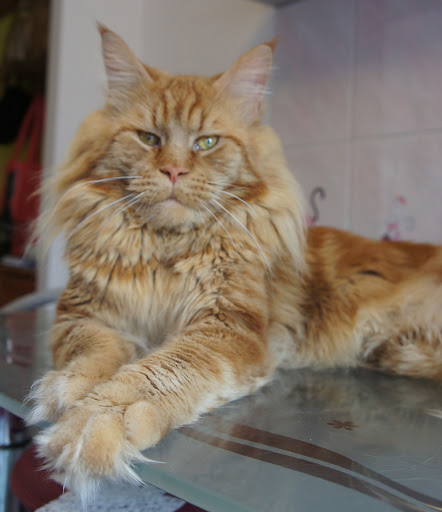 Bently Perfect Cat - maine-coon