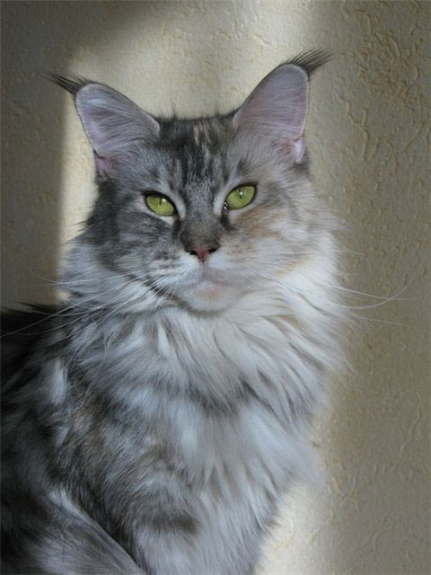 Ufacoon's Avviva - maine-coon