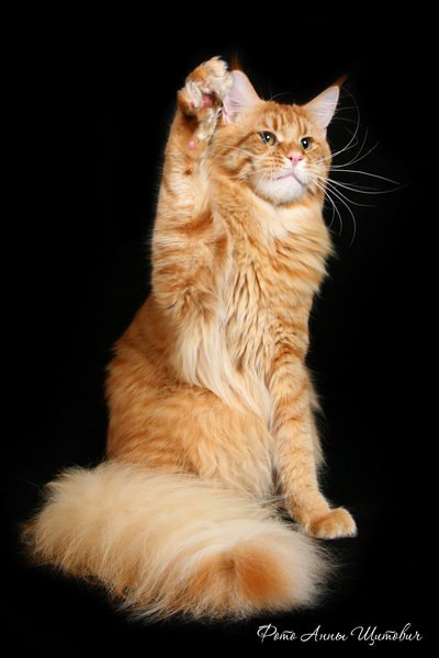 Imperiy Sibasco Kotov Diamond - maine-coon