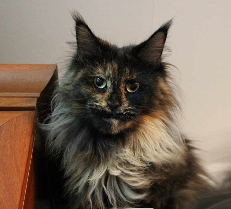 Belmicoon Ultra Heaven - maine-coon