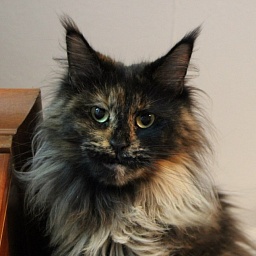 Belmicoon Ultra Heaven