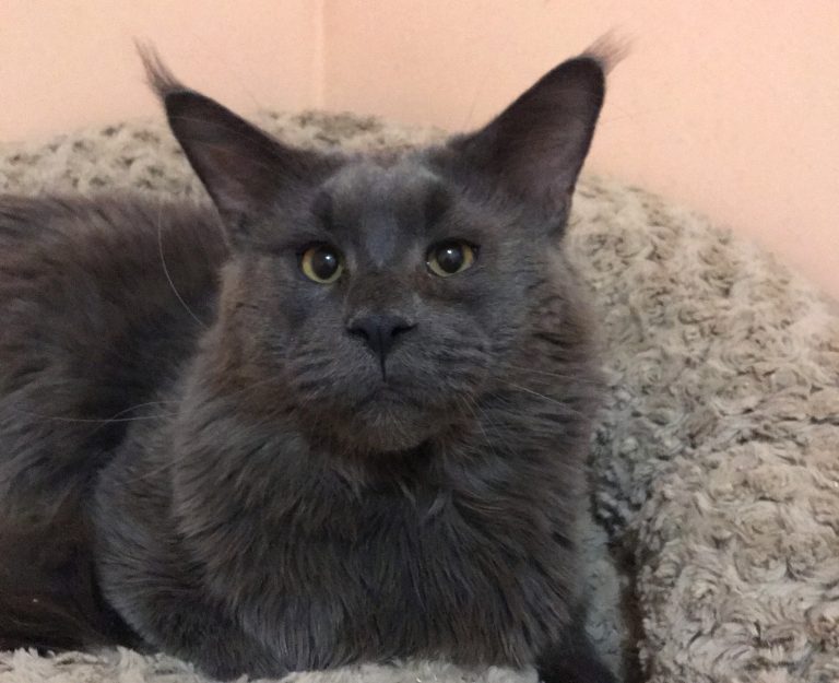 Best Company's Nocturn - maine-coon