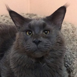 Best Company's Nocturn