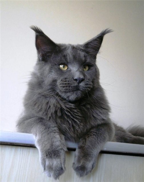 Bison Krasnyi Dar - maine-coon