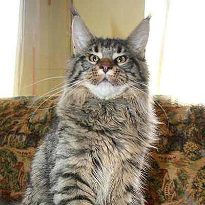 Bacardi Sudjuk Kale - maine-coon