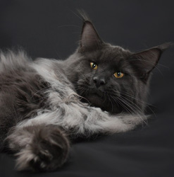 Blue Secter Ice Medium Color