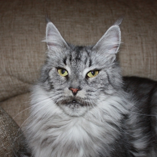 Mainefield's All About Eve - maine-coon