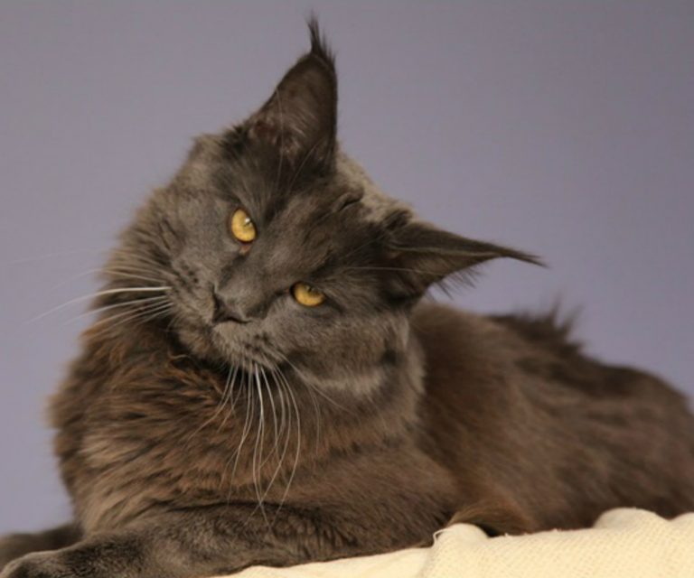Neptune Blue Ridge - maine-coon