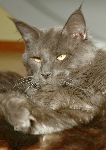 Langstteich's Sexy-Tango - Adult maine-coon 1 year