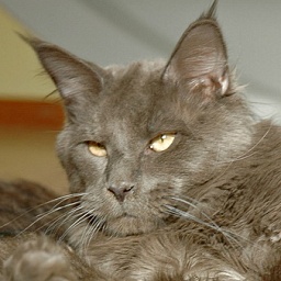 Langstteich's Sexy-Tango