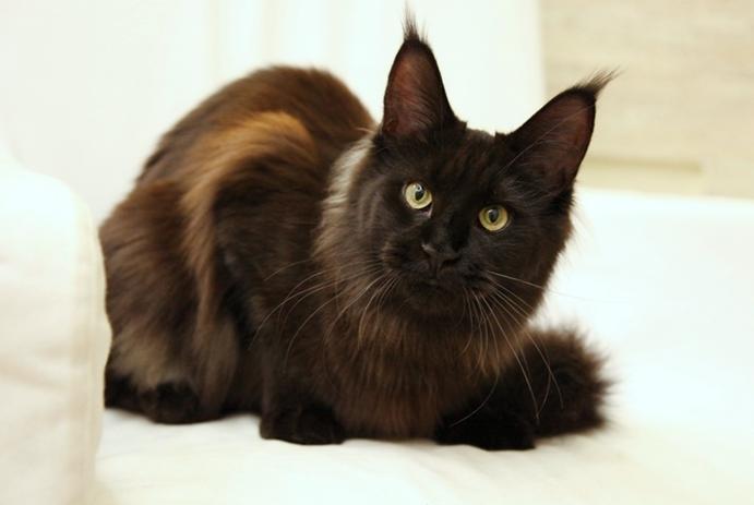 Big Kitty Hello Kitty - maine-coon