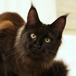 Big Kitty Hello Kitty