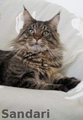 Top Coon Vivaldi - maine-coon