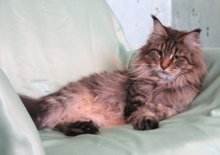 Cool Motion's Naomi - maine-coon 07/22/2008