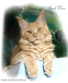 Langstteich's N'Shock Wave - maine-coon