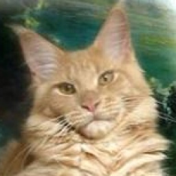 Langstteich's N'Shock Wave