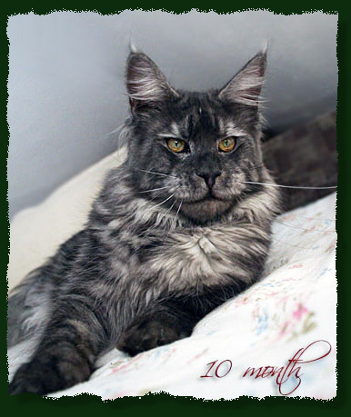 Mainefield's Howling Wolf - Adult maine-coon 10.5 months