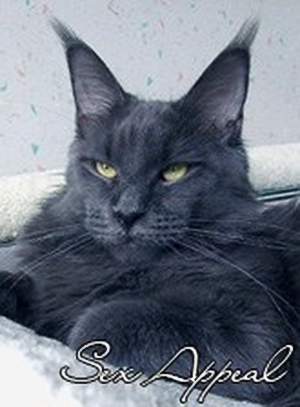 Langstteich's N'Sex Appeal - maine-coon