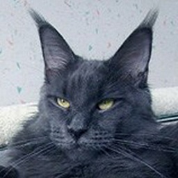 Langstteich's N'Sex Appeal