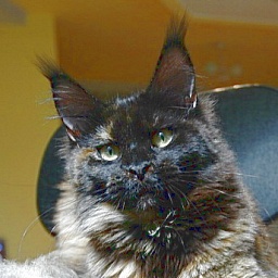 Langstteich's N'Xanta-Lucia