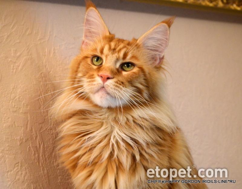 Happy Gordon Iridils Line - maine-coon
