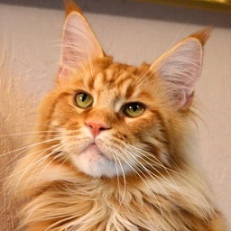 Happy Gordon Iridils Line