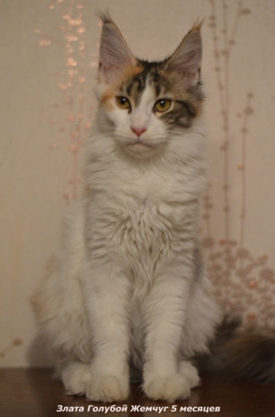 Zlata Goluboy Zhemchug - maine-coon