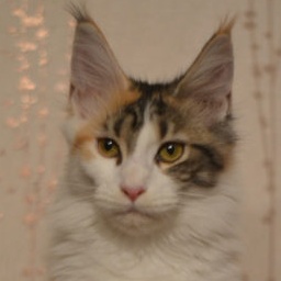 Zlata Goluboy Zhemchug