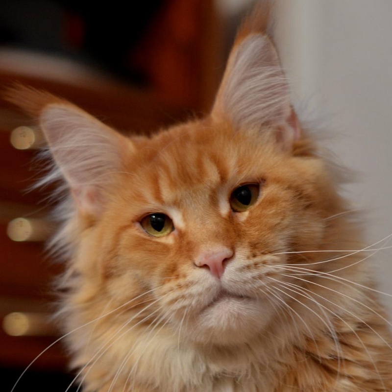 Rolex Family Stars - maine-coon
