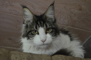 Captain Coon's Zena - maine-coon 07/11/2015