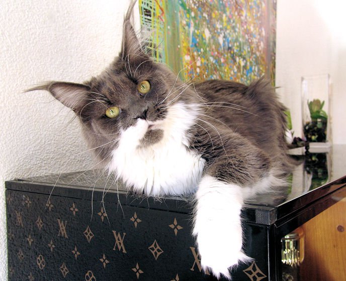 Pillowtalk's Nizza - maine-coon