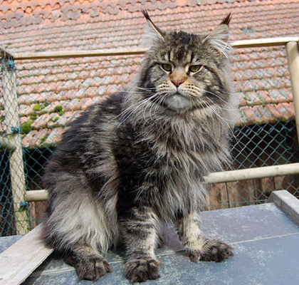 Justcoon's Don Corleone - maine-coon