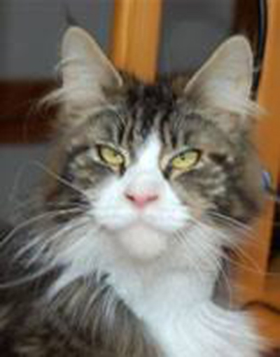 Vens Passion Honey Rider - maine-coon