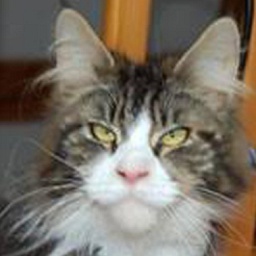 Vens Passion Honey Rider