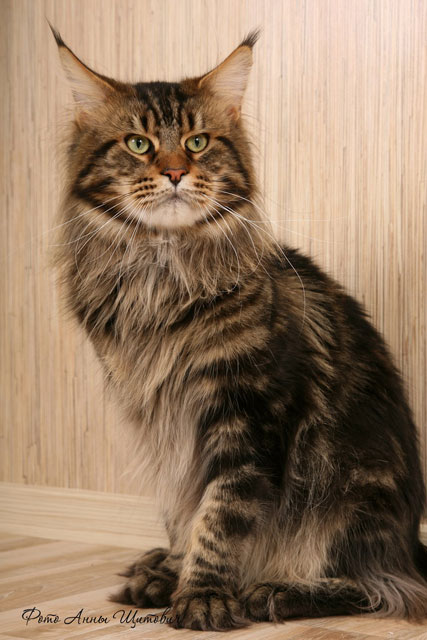 Justcoon's Rene Mathis - maine-coon