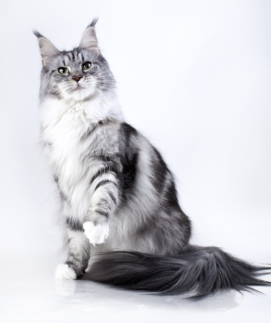 Pillowtalk's Dina - maine-coon
