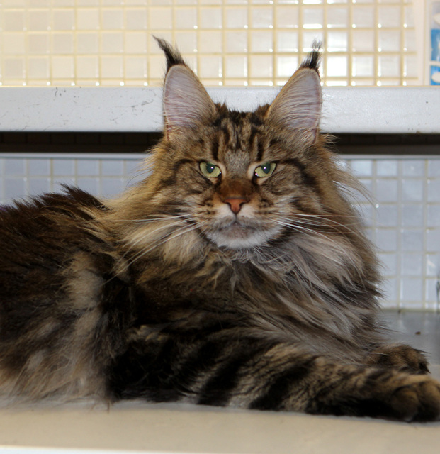 Camilla Gonsior Line - maine-coon