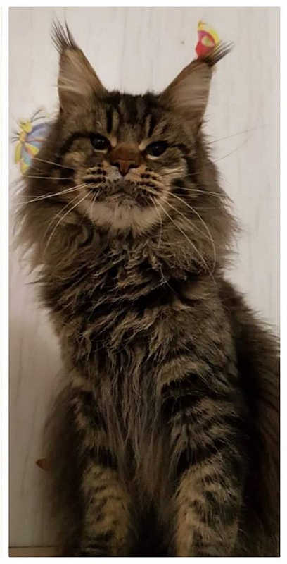 U'Vesuvio Gonsior Line - maine-coon