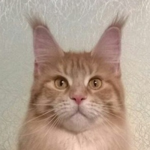 Zlata Family Stars - maine-coon